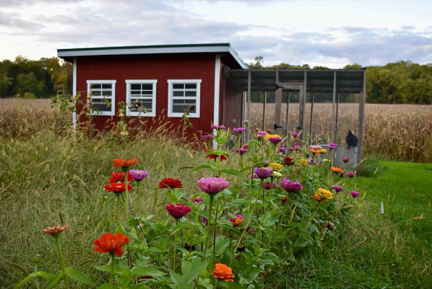 Zinnias blooming in front of a red chicken coop