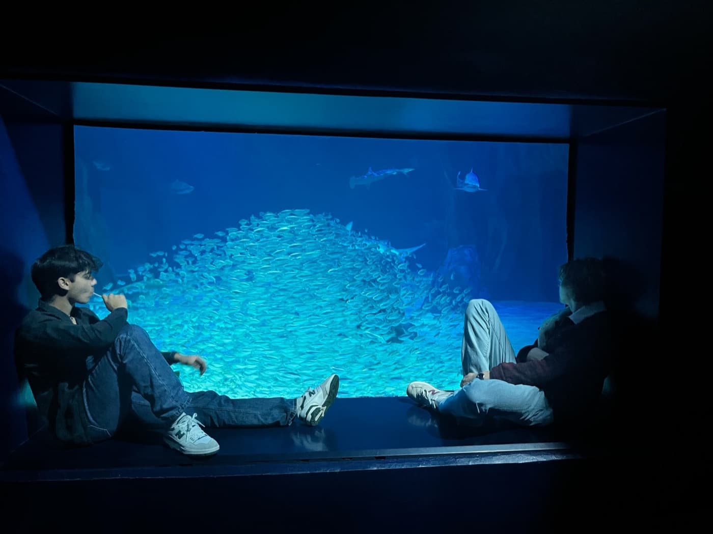 Two people sitting in front of a glowing aquarium tank