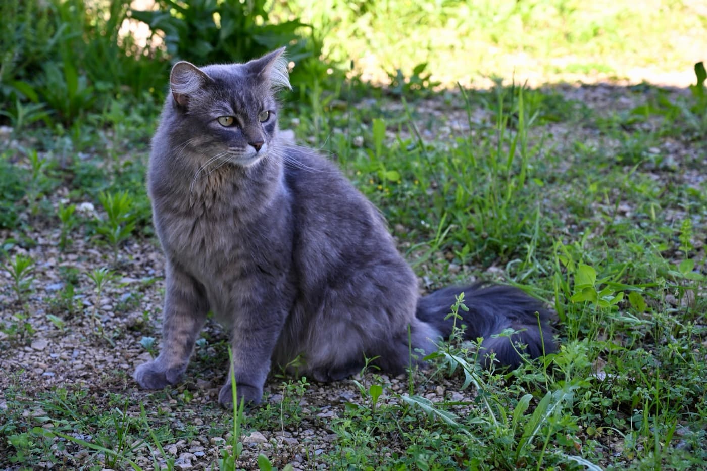 A fluffy gray cat sitting in the grass