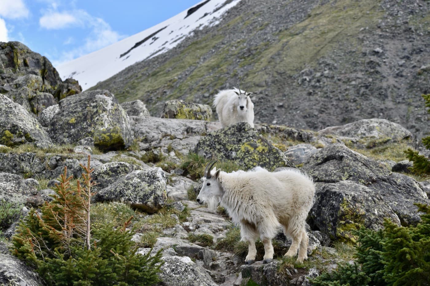 Two mountain goats on a rocky slope near the snow line